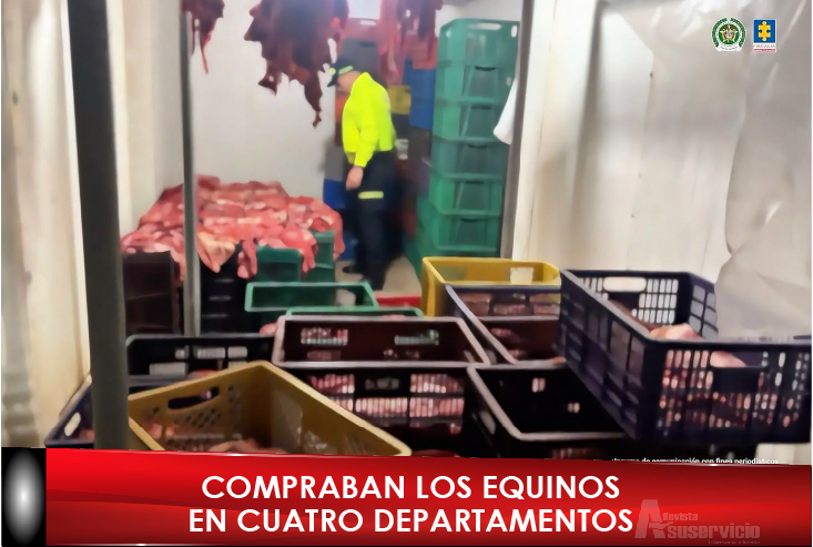 Sacrificaban caballos enfermos para vender su carne como res