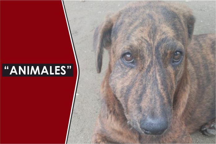 Dos personas fueron imputadas por maltratar caninos