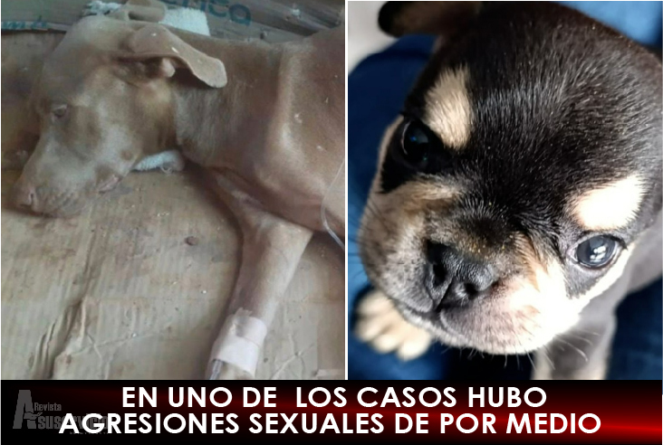 Cárcel para los causantes de la muerte a estos dos caninos