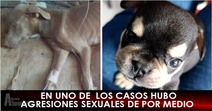 Cárcel para los causantes de la muerte a estos dos caninos